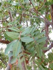 Schinus terebinthifolia