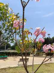 Tabebuia rosea