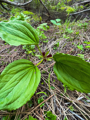 Trillium petiolatum
