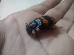 Nicrophorus mexicanus