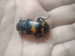 Nicrophorus mexicanus