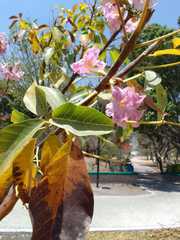 Tabebuia rosea