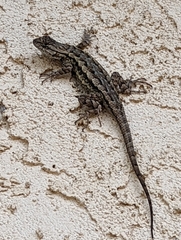 Sceloporus occidentalis