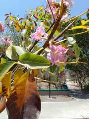 Tabebuia rosea