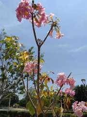 Tabebuia rosea