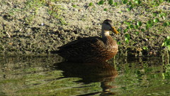 Anas platyrhynchos × fulvigula