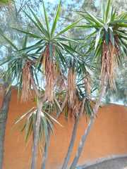 Yucca gloriosa