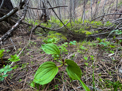 Trillium petiolatum