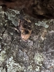 Valgus canaliculatus
