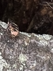 Valgus canaliculatus