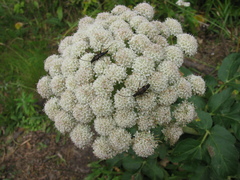 Etorofus obliteratus