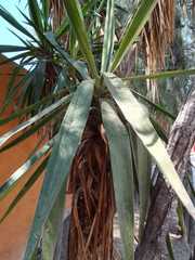 Yucca gloriosa