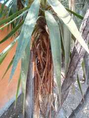 Yucca gloriosa