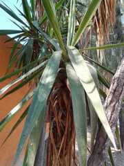 Yucca gloriosa