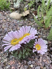 Townsendia condensata