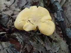 Cantharellus flavus