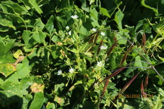 Stellaria littoralis