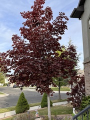 Acer grandidentatum