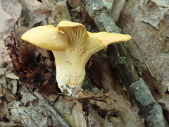 Cantharellus flavus