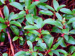 Arbutus occidentalis