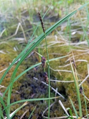 Carex pluriflora