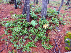 Arbutus occidentalis