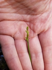 Carex canescens