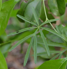 Ipomoea heterodoxa