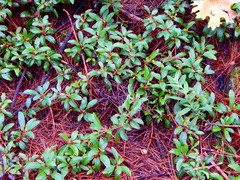 Arbutus occidentalis