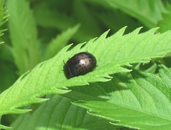 Chrysolina exanthematica