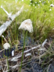 Eriophorum chamissonis
