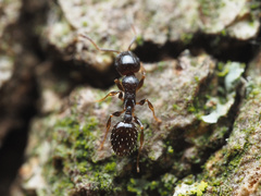 Temnothorax longispinosus