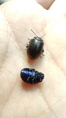 Chrysolina exanthematica