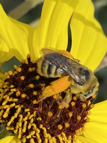 iNaturalist observation photo of Melissodes