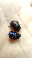 Chrysolina exanthematica