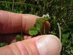 Trifolium microdon