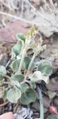Eriogonum panamintense