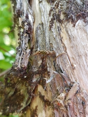 Pedetontus submutans