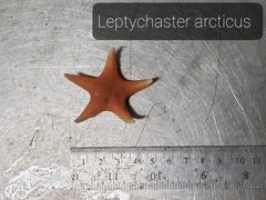 Leptychaster arcticus
