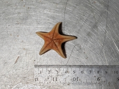 Leptychaster arcticus