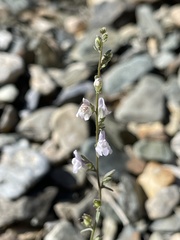 Sairocarpus kingii