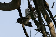 Rhipidura albiscapa alisteri