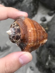 Lobatus peruvianus