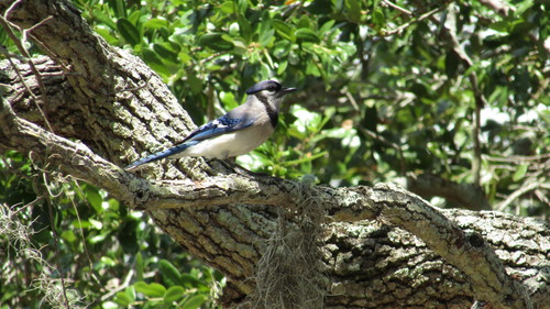 Cyanocitta cristata image
