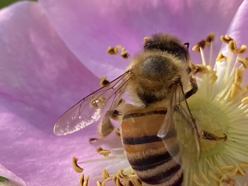 iNaturalist observation photo of Western Honey Bee
