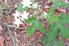 Cnidoscolus stimulosus