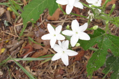 Cnidoscolus stimulosus