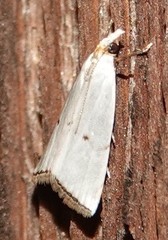 Argyria gonogramma