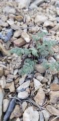 Cymopterus aboriginum