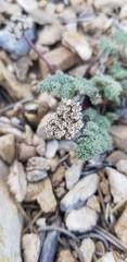 Cymopterus aboriginum